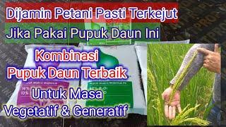 Review Pupuk Daun Meroke Terlengkap dan Terbaik Untuk Tanaman Padi Perkebunan Holtikultura