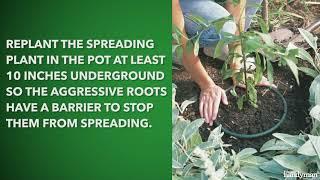 How To Keep Spreading Plants Under Control