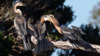 Bird swallows another one’s head | Extreme feeding