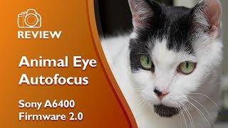 Sony A6400 Animal Eye Autofocus (Firmware 2.0)