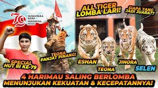 4 HARIMAU IKUT LOMBA SPECIAL 17 AGUSTUS ! MERDEKA !!