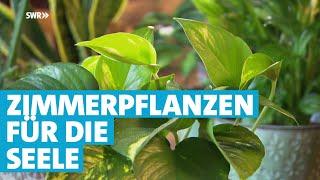 Mit Zimmerpflanzen die Seele trösten