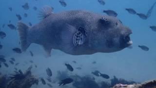 Giant Pufferfish (Arothron stellatus)