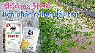 Kỹ thuật trồng khổ qua SH54: P14-Bón phân phục vụ ra hoa đậu trái khổ qua