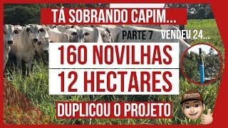 160 NOVILHAS de RECRIA em 12 HECTARES - PASTEJO ROTACIONADO ADUBADO e IRRIGADO para BOVINOS DE CORTE