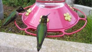 Hundreds of Hummingbirds at Bird Feeder! (in HD)