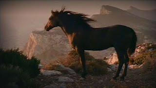 Horses - majestic beauty