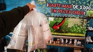 GASTANDO MÁS DE 5,000 pesos EN PECES DISCO | ¡ULTIMOS! | AcuariosLP