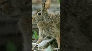 Rabbit or hare: do you know the difference? #naturepbs #rabbit #hare #animalshorts