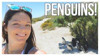 NCL Star in Puerto Madryn, Argentina | Punta Ninfas Penguin Excursion!