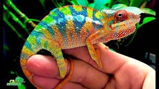 How_Does_Chameleon_Change_Colour___Hindi