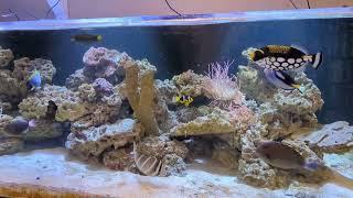 clown trigger fish only tank