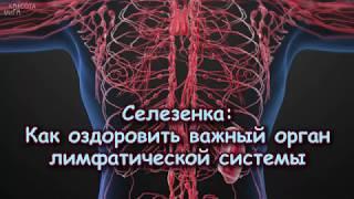 СЕЛЕЗЁНКА: как оздоровить ВАЖНЫЙ ОРГАН ЛИМФАТИЧЕСКОЙ СИСТЕМЫ