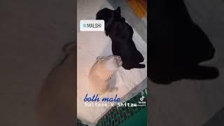 MALSHI : Maltese x Shitzhu @1week old