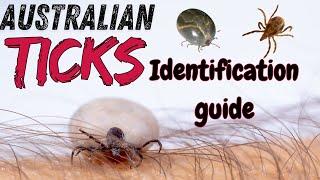 How to Identify Australian Ticks: A Guide to Staying Safe Outdoors