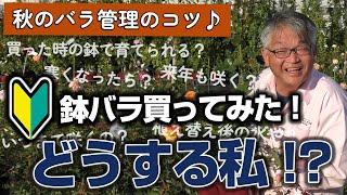 【バラの育て方】秋のバラ管理のコツ鉢バラ買ってみた！どうする私！？（2024年11月22日）