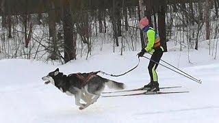 Karelia Ski Fest 2019 | Гонки на лыжах с собаками