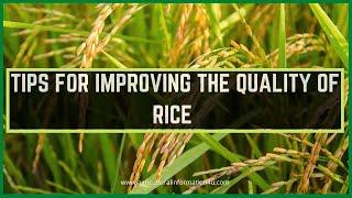 Tips to Improve the Quality of Rice Production | Rice Cultivation | Rice Farming Tips