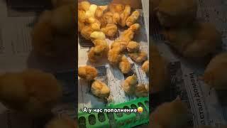 А у нас пополнение #цыплята #гусята #хозяйство  #весна25 #