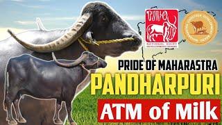 Pandharpuri Buffalo | Projects & Achievements | ATM of Milk | 3200kg Milk & 15.40% fat | NDDB & MLDB