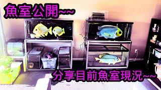 魚室分享~想知道我現在養什麼魚嗎? | 水族系列