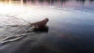 Golden Retriever sees water for the first time in 2016 :-)