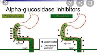 Alpha Glucosidase Inhibitor: Voglibose/ Acarbose/ Miglitol USED IN DIABETES MELLITUS