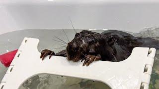 A BEAVER builds a dam in my bathroom / Beaver Magic