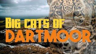 Big Cats in the UK #dartmoor #cryptozoology #bigcats #cryptids #wildcats