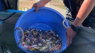 Thousands of Tosai Koi at Marusaka Koi Farm