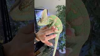 Holding a veiled chameleon