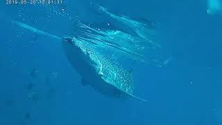 Whale Shark Watching from Panglao Bohol to Oslob Cebu!