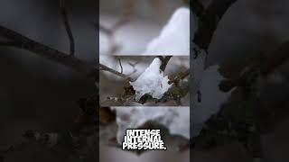 freeze crack #trees