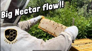 Doing beekeeping tasks during a heavy nectar flow