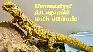 UROMASTYX: A FUNNY CARE GUIDE...SORT OF. A LOOK AT THIS AGAMID WITH ATTITUDE.