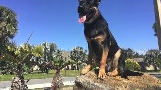 8mo German Shepherd "Shadow" | 2 Week Board & Train | Off Leash K9 Central Florida