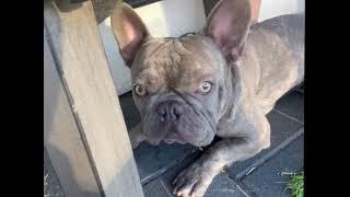 George G The Frenchie The Lilac Brindle #brindle  #lilacfrenchie