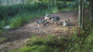 The summer life of a Wolf Pack: from den to hunt [Captions]