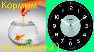 Аквариумные рыбки! Кормление рыбок по времени! [#Аквариумные рыбки]