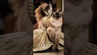 "Regal Siamese Cat Shines in Gold Gown!  | The Ultimate Catwalk Star"  #cat #catwalk #catbreed