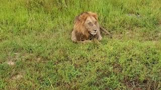 Male lion snarl