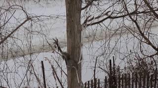 SQUIRREL vs Ribbon (#2) - Nature, CANADA