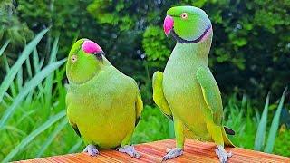 Indian Ringneck Parrot Compilation