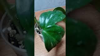 Излишки хойя Саравак пинк. Альбомы в ВК и Одноклассниках.