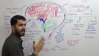 L-11 CNS Human Brain Parts and Function Fully explained in Urdu Hindi By Dr A Hadi