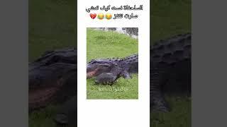 من الخوف صارت تقفز#shorts#memes#fyp#like#explore