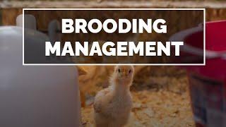Ultimate Guide to Brooding Management: Tips for Successful Chick Rearing!