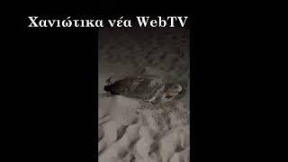 Φωλιά θαλάσσιας χελώνας καρέτα - καρέτα στον Πλατανιά