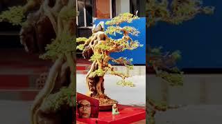 Inspirasi bonsai #tree #bonsai #nature @Senibonsaiunik