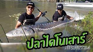 ปลาไดโนเสาร์ Monster Sturgeon! สเตอร์เจียนยักษ์! Canada (มี Sub)